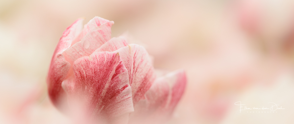 Tulpen seizoen 2018