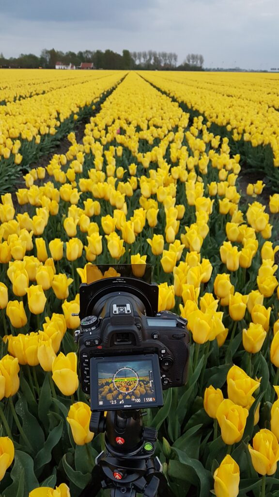 Tulpen fotografie