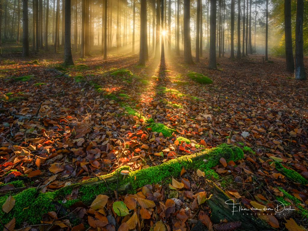 Zonnestralen in het bos van Bergen op Zoom