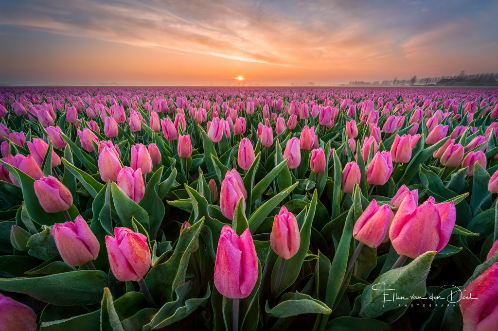 Tulpenveld tijdens zonsopkomst