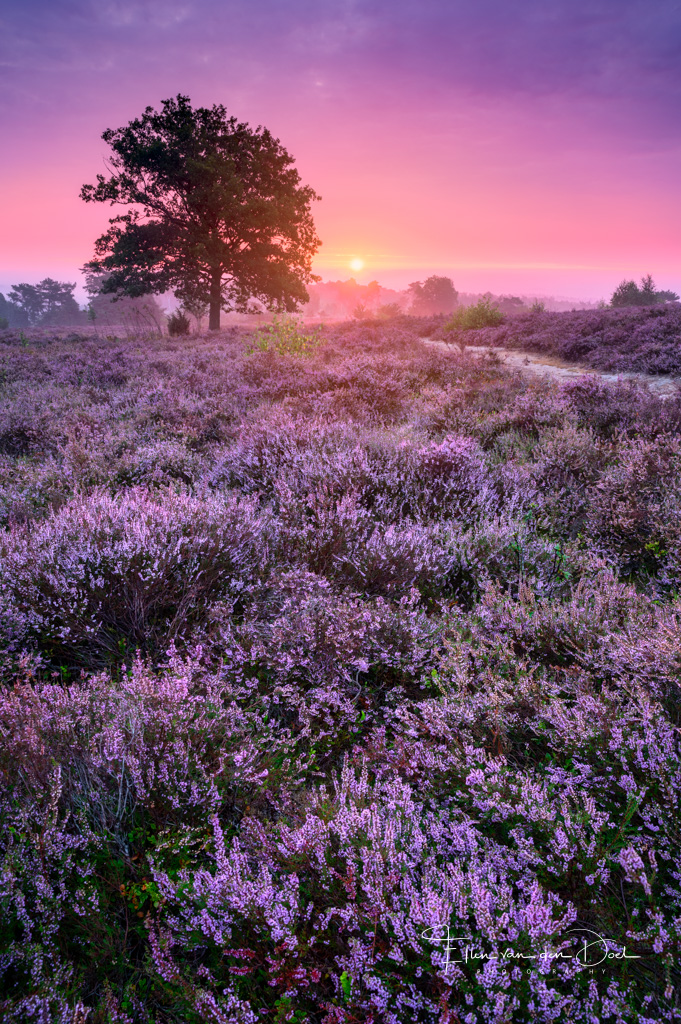 Zonsopkomst op de heide van de Lemerlerberg
