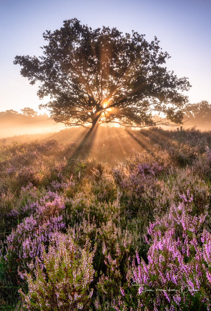 Zonnestralen op de Kalmhoutse heide