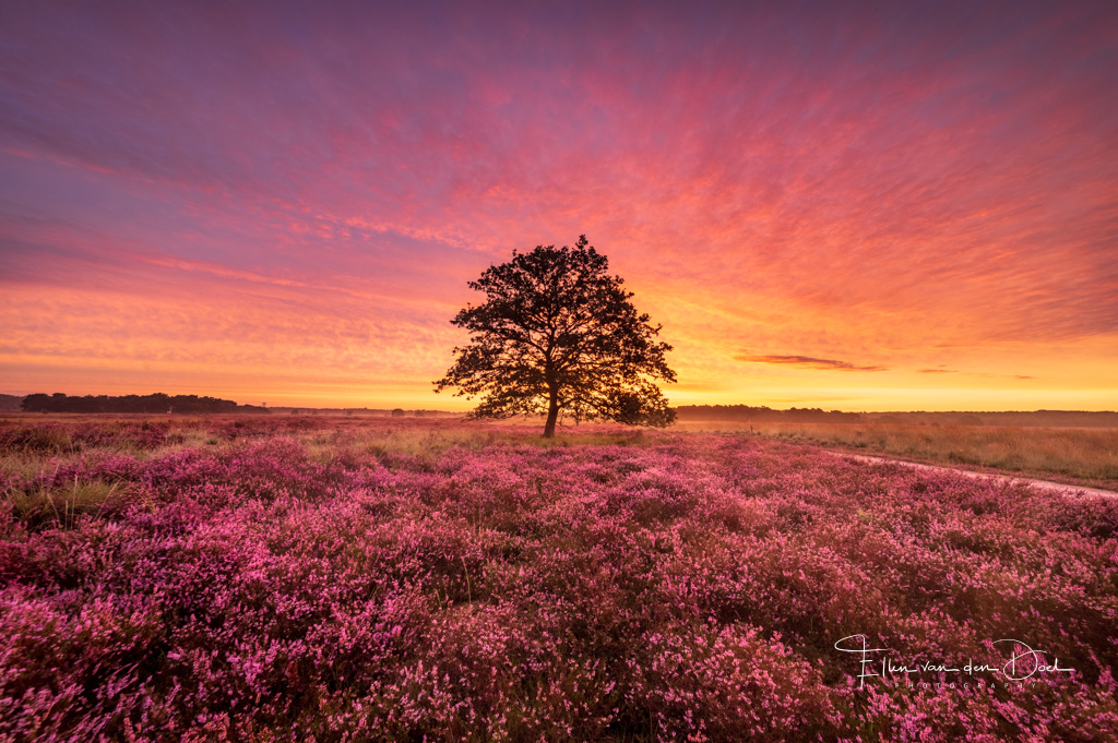 Intens gekleurde zonsopkomst