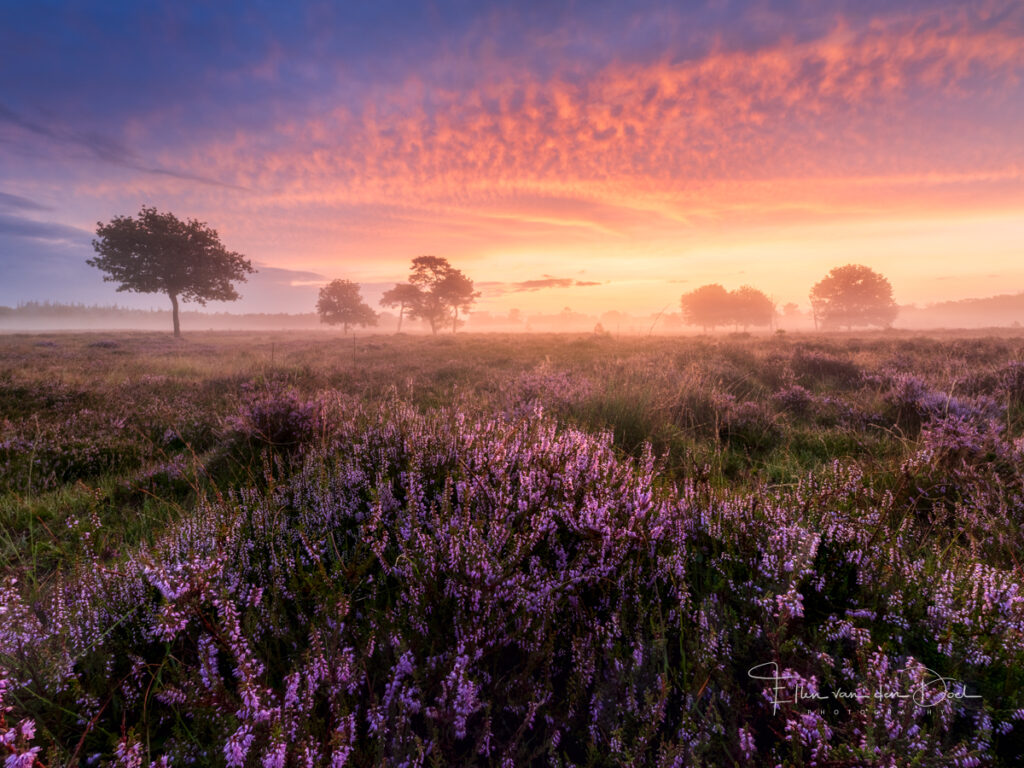 Zonsopkomst op de hei