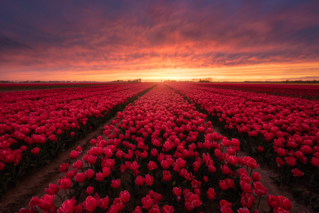 Tulpen Goeree Overflakkee