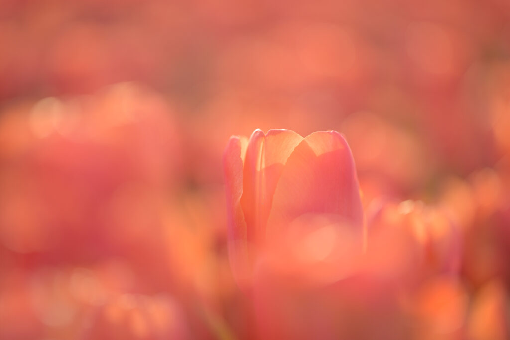 Tulpen - Ellen van den Doel
