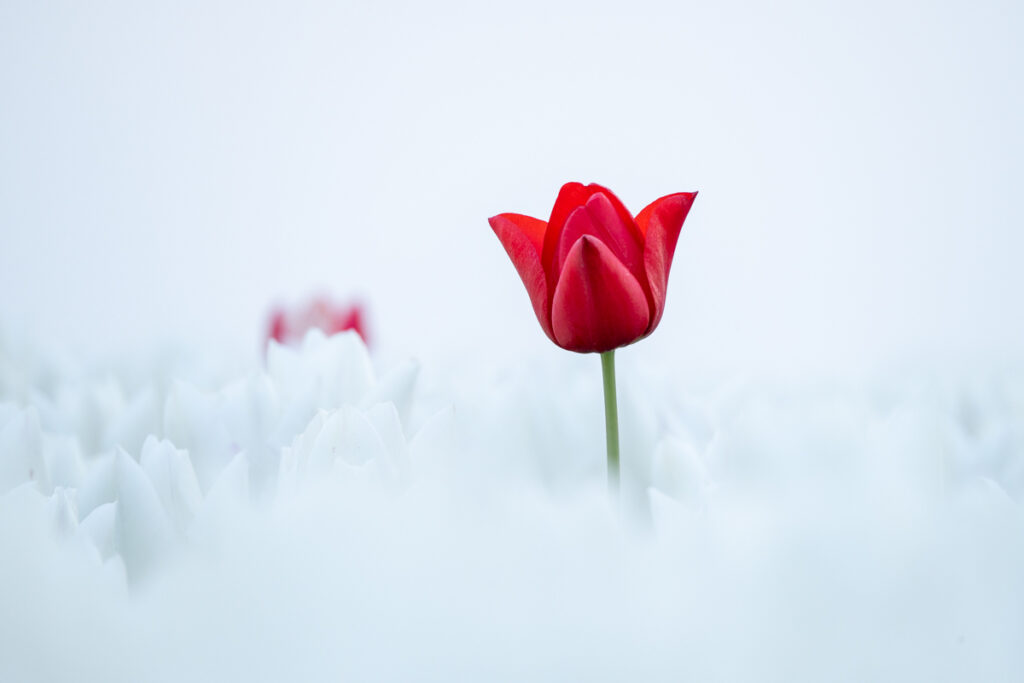 Tulpen - Ellen van den Doel