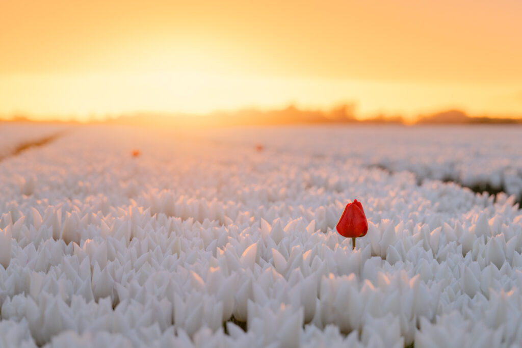 Tulpen - Ellen van den Doel