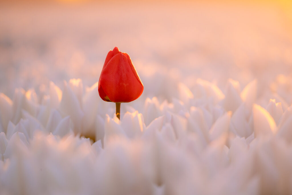 Tulpen - Ellen van den Doel