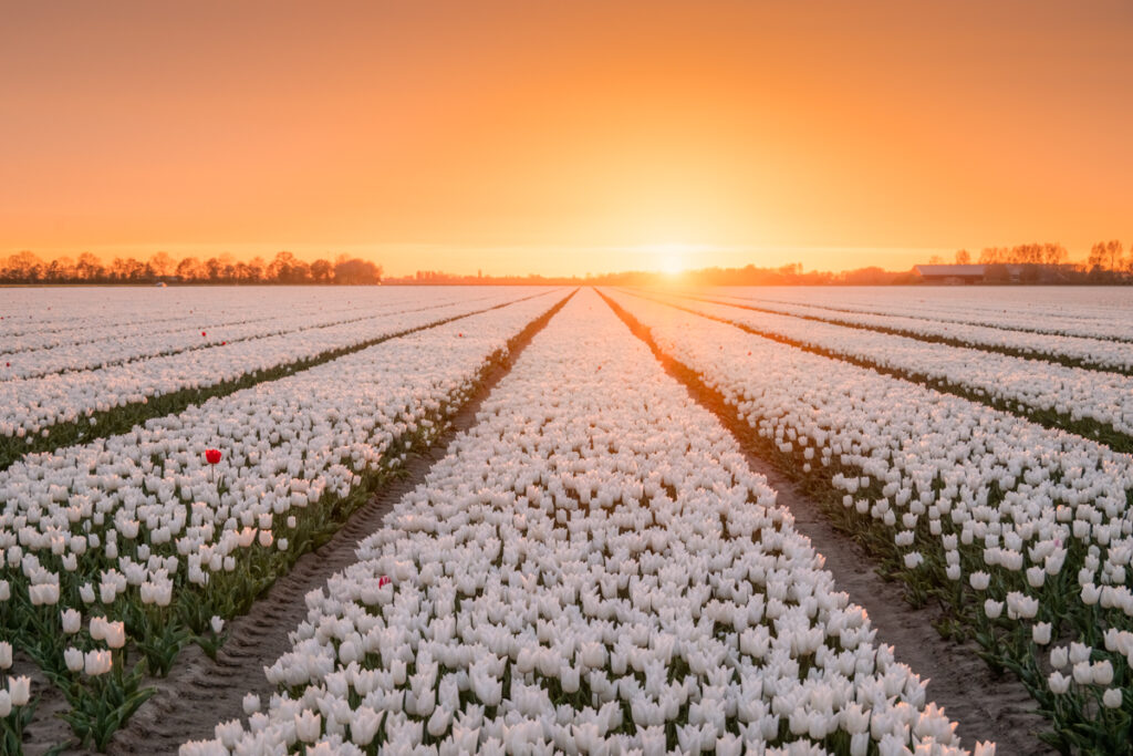 Tulpen fotografie seizoen 2025