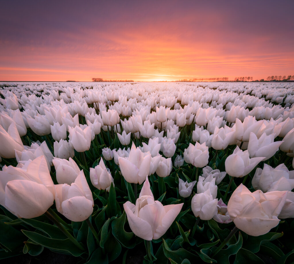 Tulpen - Ellen van den Doel