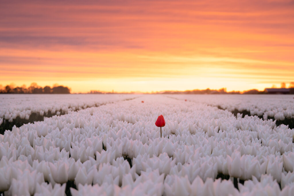 Tulpen - Ellen van den Doel