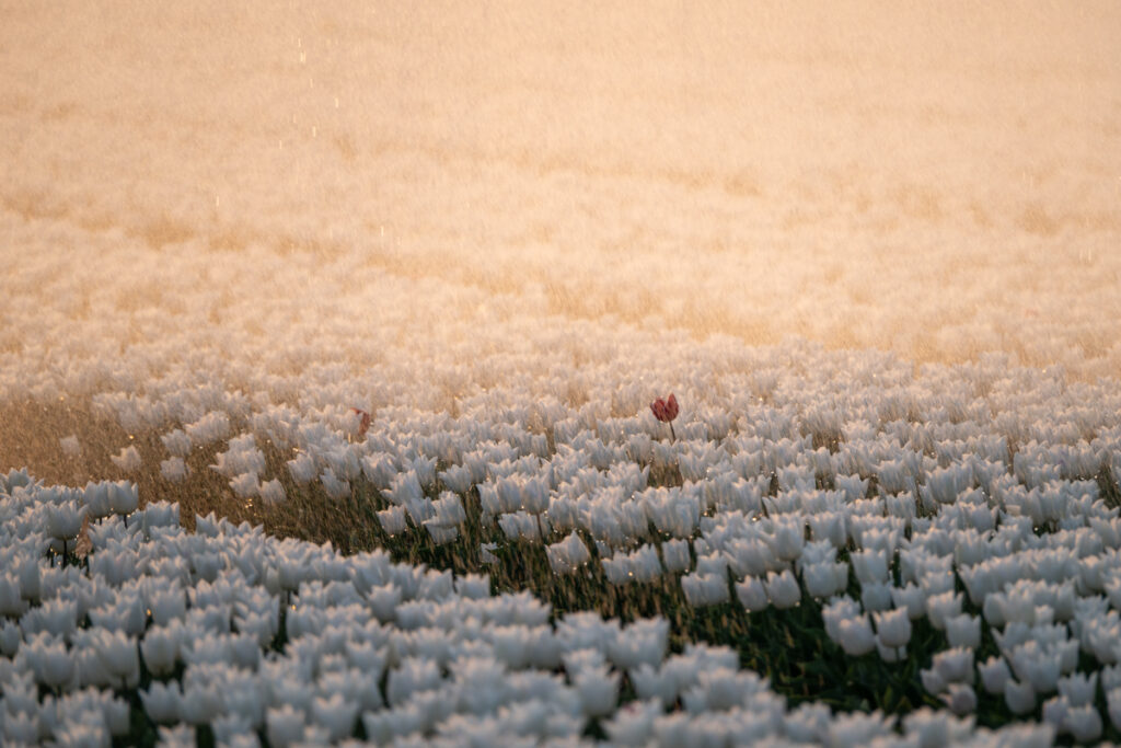 Tulpen - Ellen van den Doel