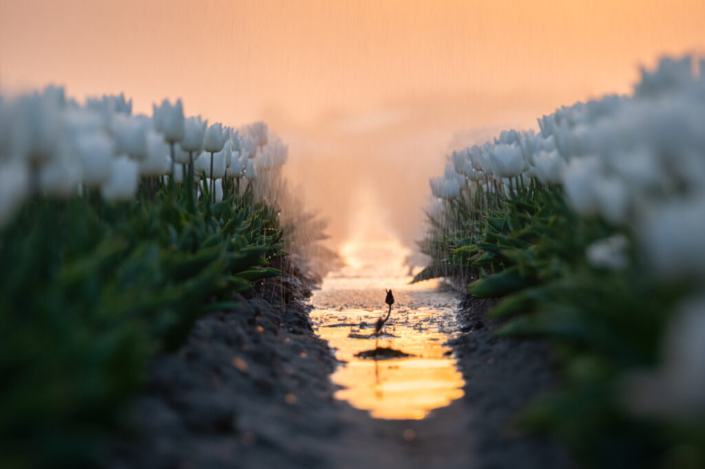 Tulpen - Ellen van den Doel