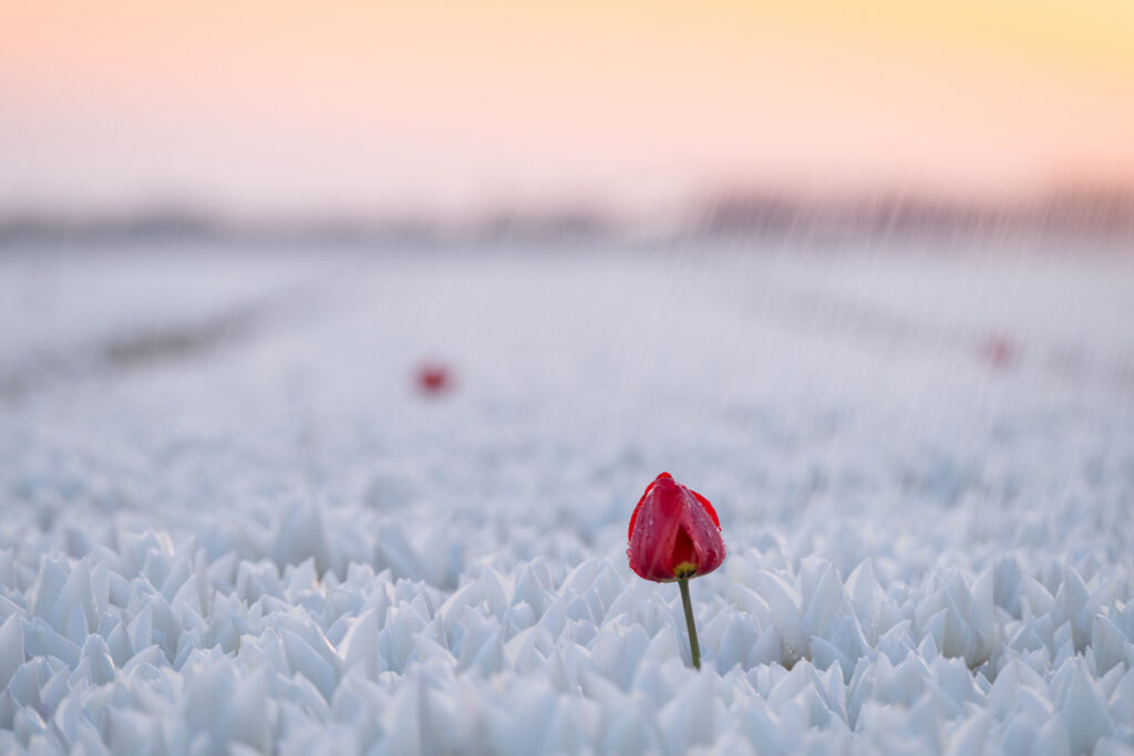 Tulpen - Ellen van den Doel