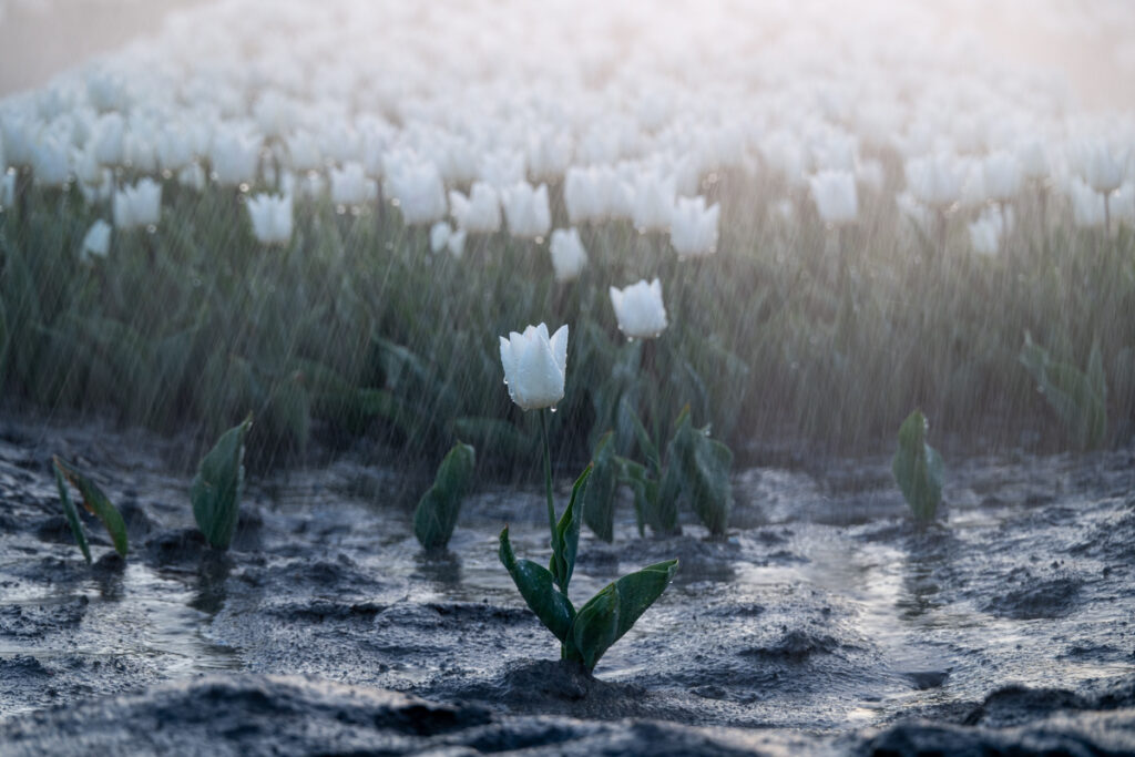 Tulpen - Ellen van den Doel