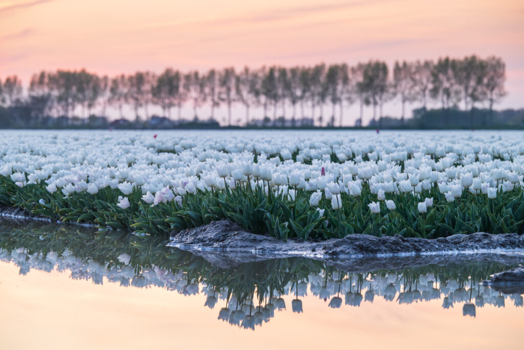 Tulpen - Ellen van den Doel