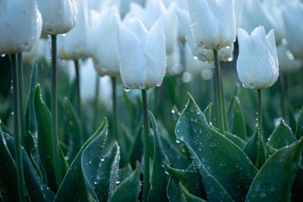 Tulpen - Ellen van den Doel