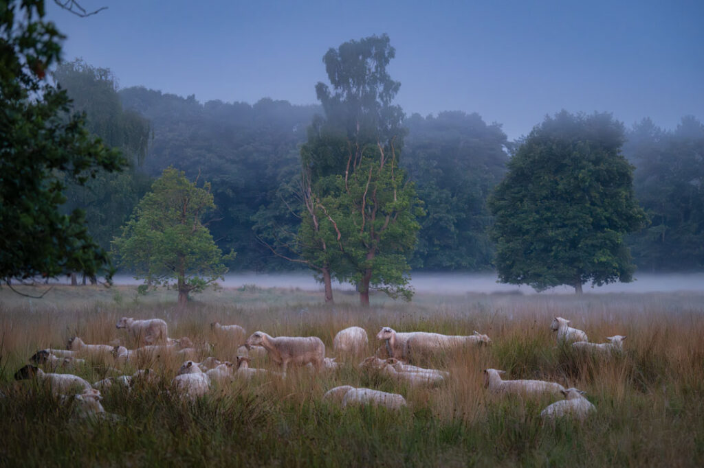 Schapen in de mist