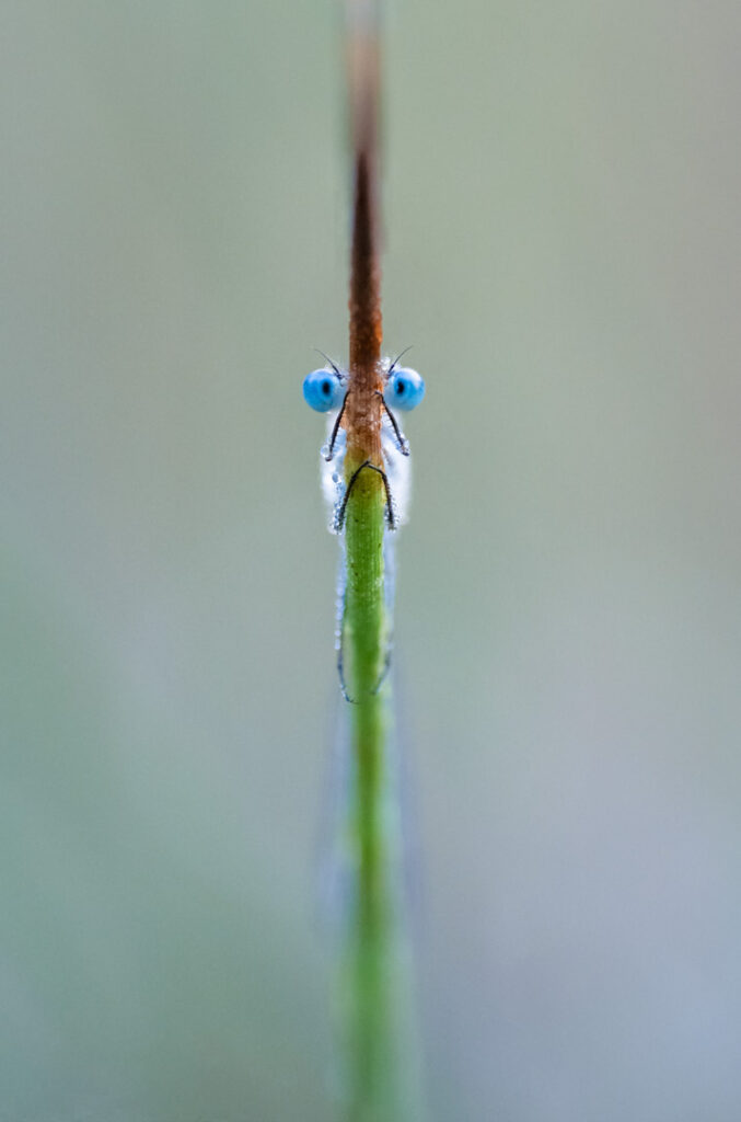 Macrofotografie Libelle