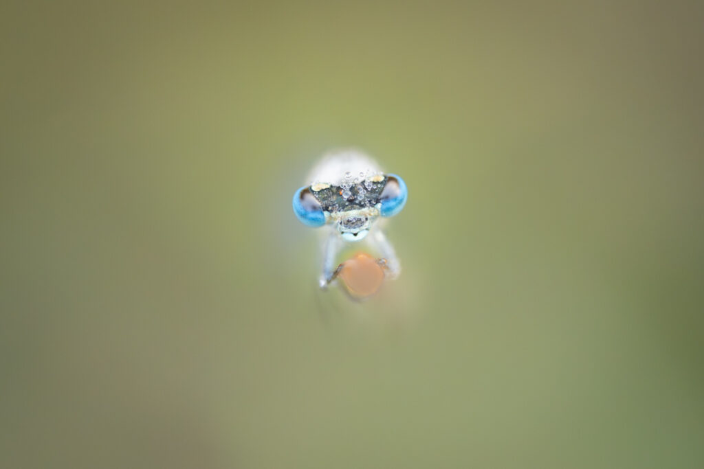 Macrofotografie Libelle