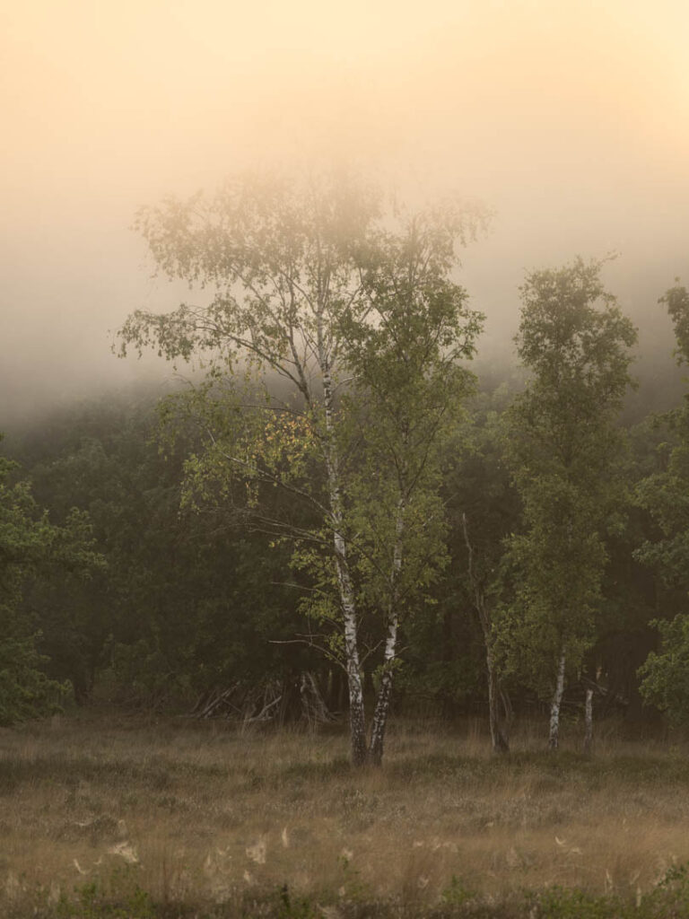 Zonsopkomst in de mist
