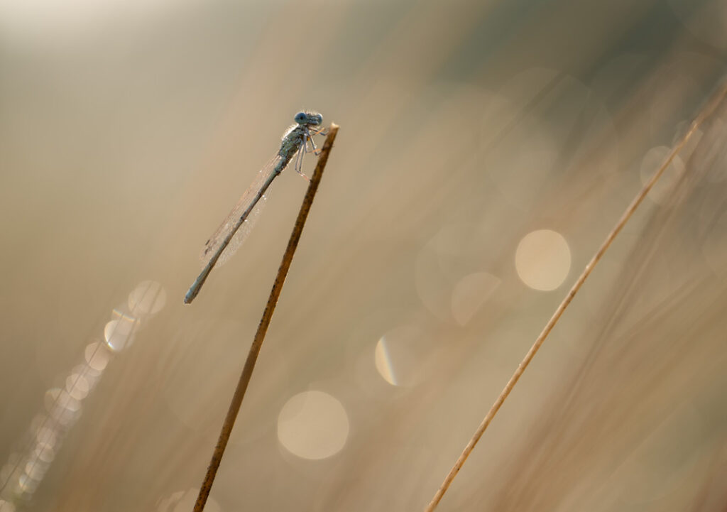 Macrofotografie Libelle
