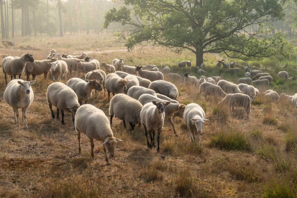 Schapen kudde