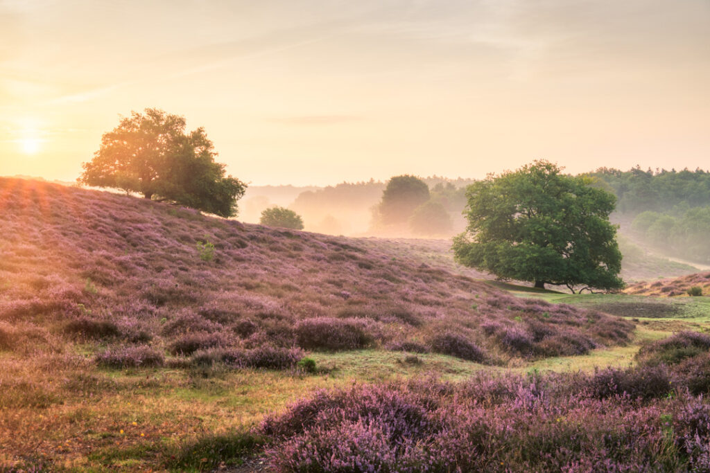 Heide bloei