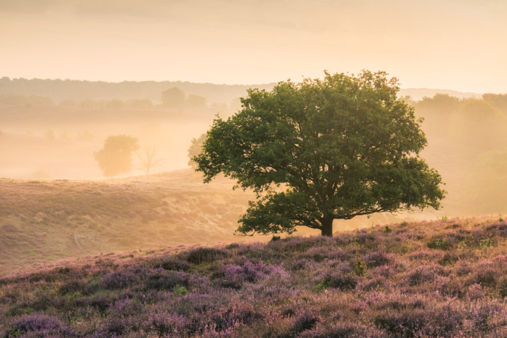 Heide seizoen 2025 – deel 1