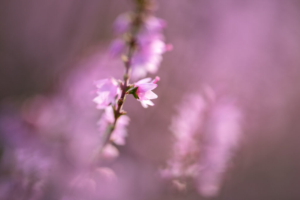 Heide bloei macro