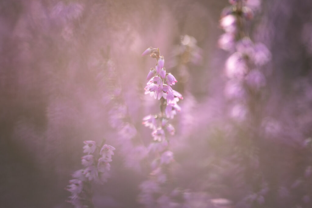 Heide bloei macro