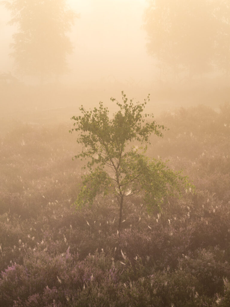 Kalmthoutse heide