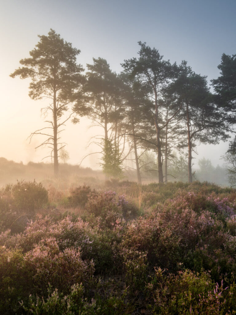 Kalmthoutse heide