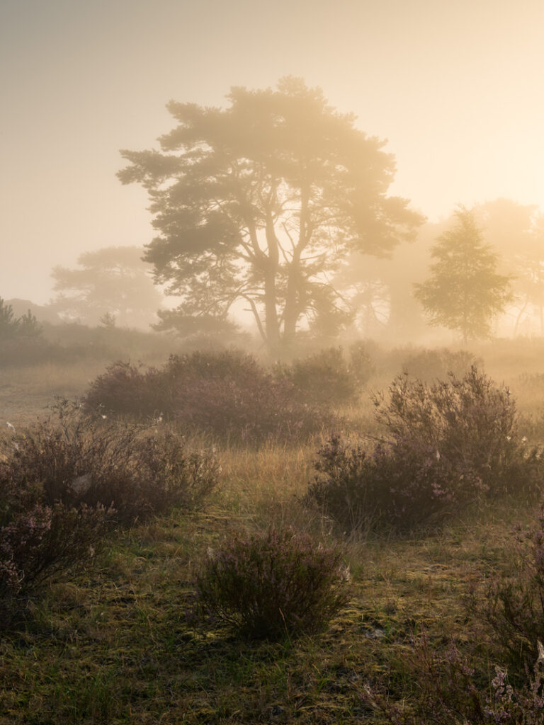 Kalmthoutse heide