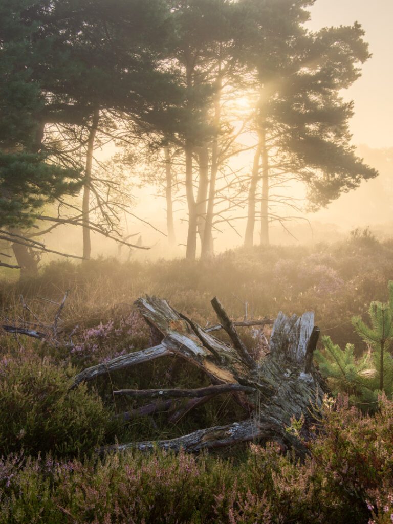 Kalmthoutse heide
