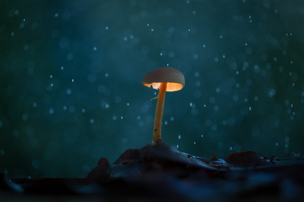 Paddenstoelen fotograferen 2025