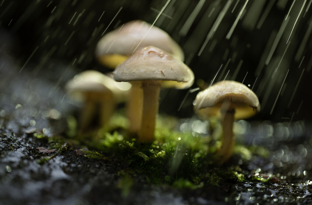 Paddenstoel - Ellen van den Doel