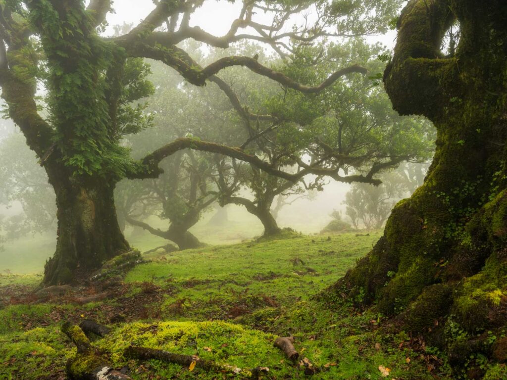 Mist in het bos tijdens de fotoreis Madeira